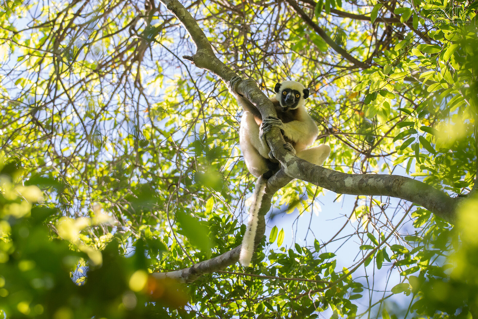 Grote Tsingy - Deckens sifaka Tsingy de Bemaraha in het westen van Madagaskar is een wonderlijk natuurgebied met unieke naaldvormige kalksteen formaties genaamd tsingy. De droge loofbossen tussen de rotsformaties zijn ook de thuisbasis voor veel endemische dieren. Een van hen is de Von der Deckens sifaka, meestal Deckens sifaka (Propithecus deckenii) genoemd. Het is een witte dagmaki met een onbehaard gezicht dat volledig zwart is. Stefan Cruysberghs